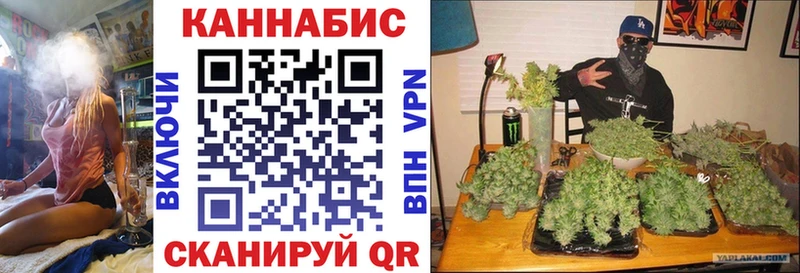 Конопля гибрид  Октябрьск 
